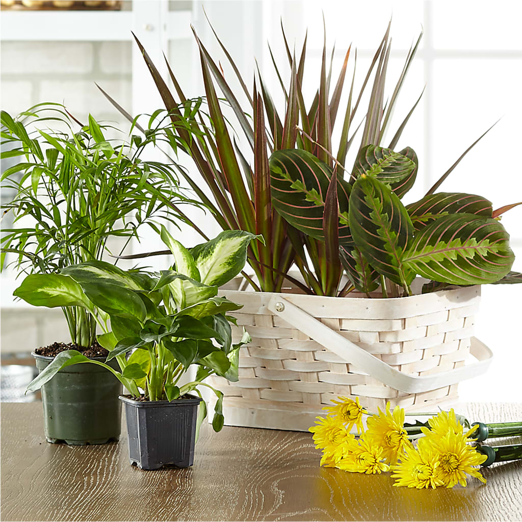 Florist Designed Blooming and Green Plants in a Basket – Gathered Blooms By Emily, Fairburn GA