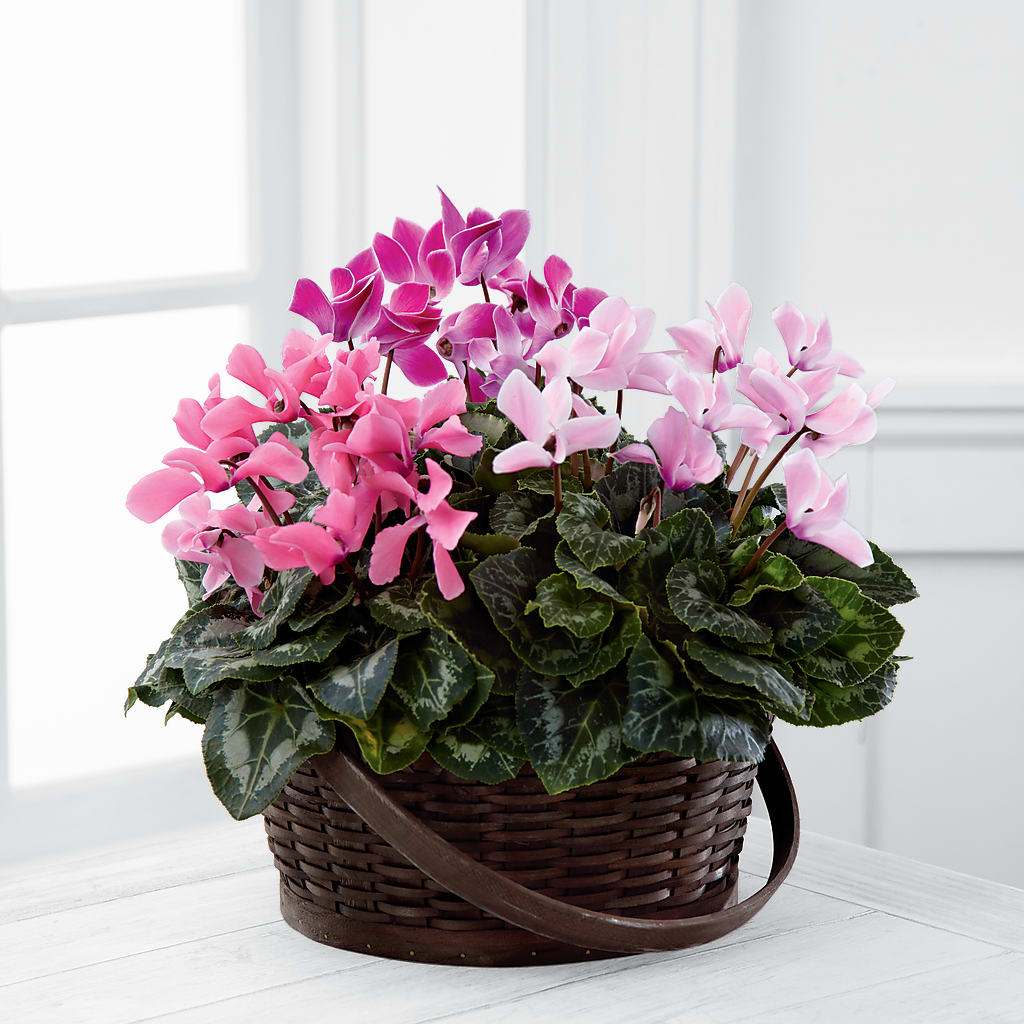 Mixed Cyclamen Planter – Gathered Blooms By Emily, Fairburn GA