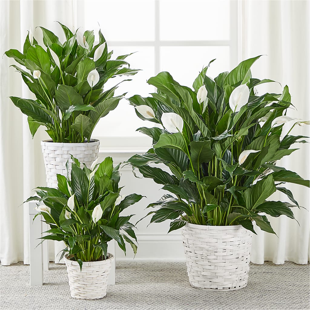 A New Leaf Peace Lily – Gathered Blooms By Emily, Fairburn GA