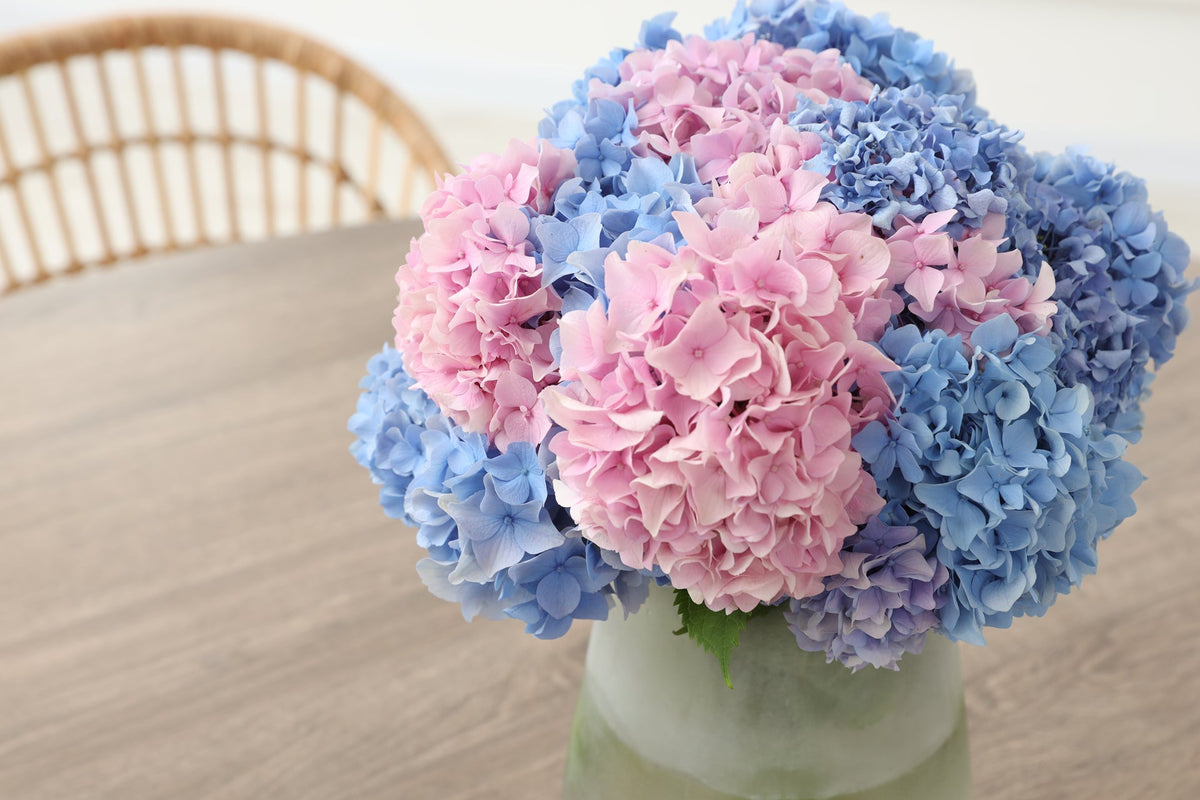 Hydrangeas