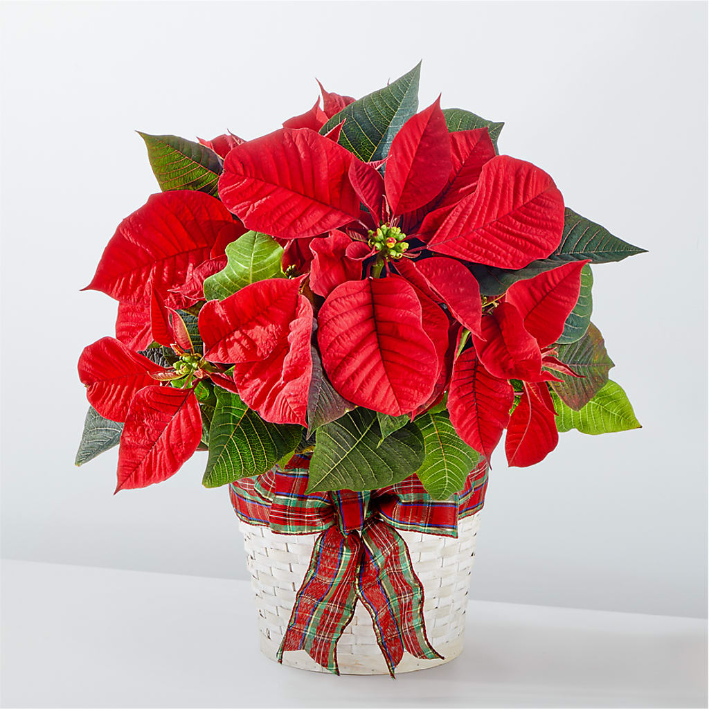 Happiest Holidays Poinsettia –  Gathered Blooms By Emily, Fairburn GA