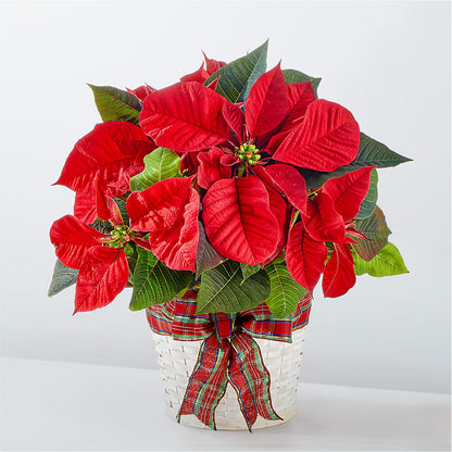 Happiest Holidays Poinsettia –  Gathered Blooms By Emily, Fairburn GA