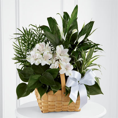 Peace & Serenity Dishgarden –  Gathered Blooms By Emily, Fairburn GA