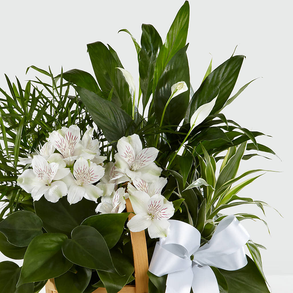 Peace & Serenity Dishgarden –  Gathered Blooms By Emily, Fairburn GA