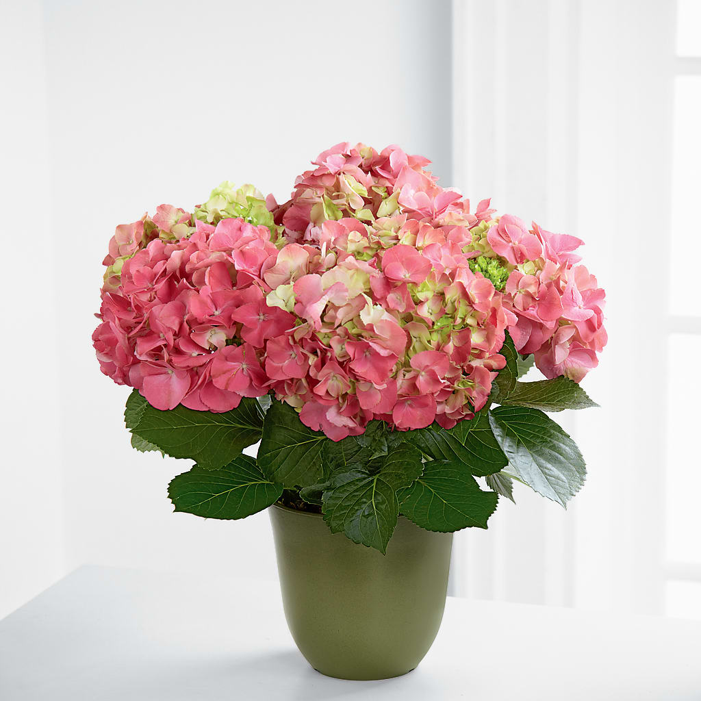 Pink Hydrangea Planter –  Gathered Blooms By Emily, Fairburn GA