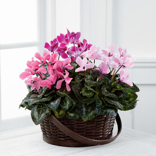 Mixed Cyclamen Planter –  Gathered Blooms By Emily, Fairburn GA