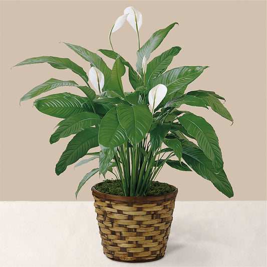 Tranquil Moments Peace Lily Plant –  Gathered Blooms By Emily, Fairburn GA