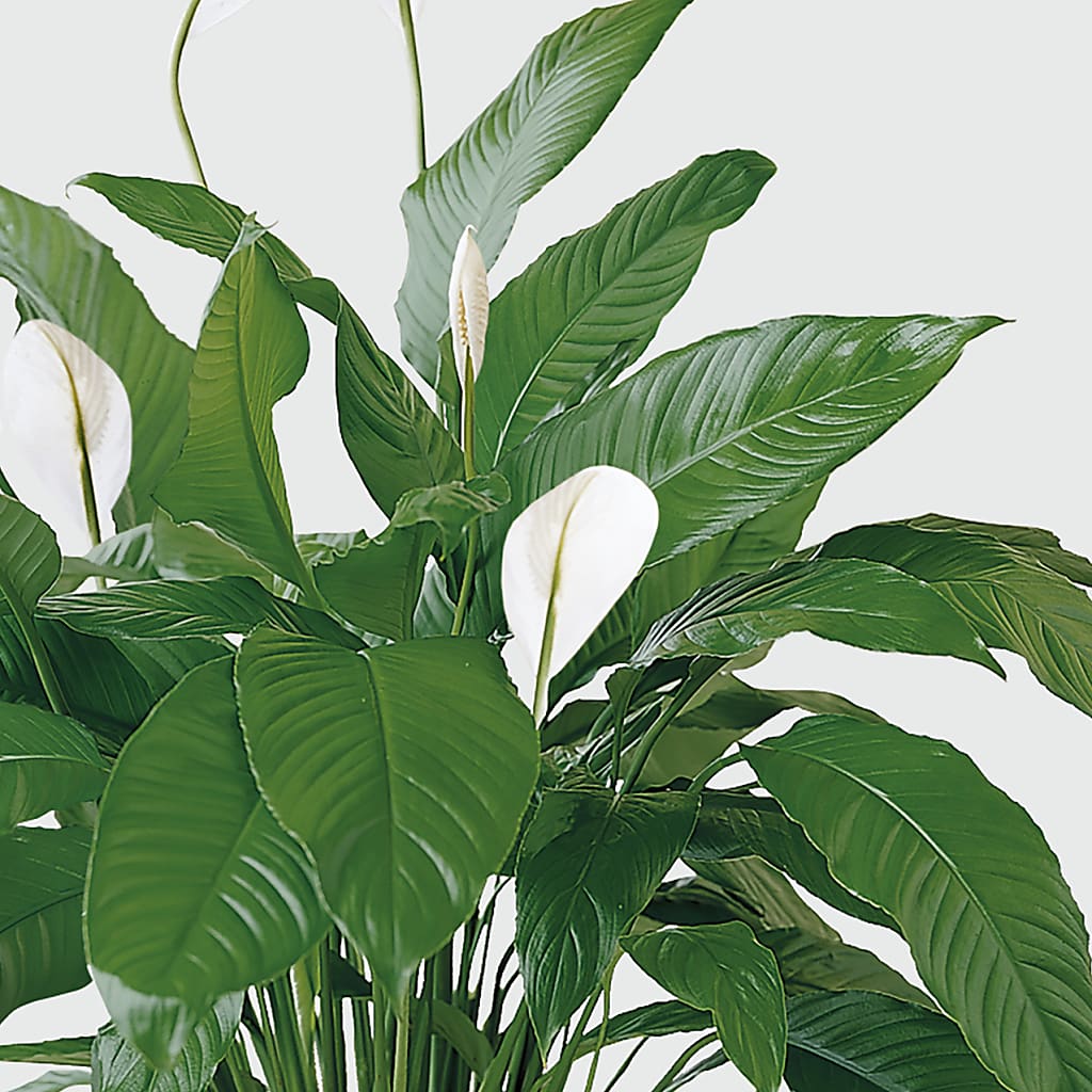 Tranquil Moments Peace Lily Plant –  Gathered Blooms By Emily, Fairburn GA