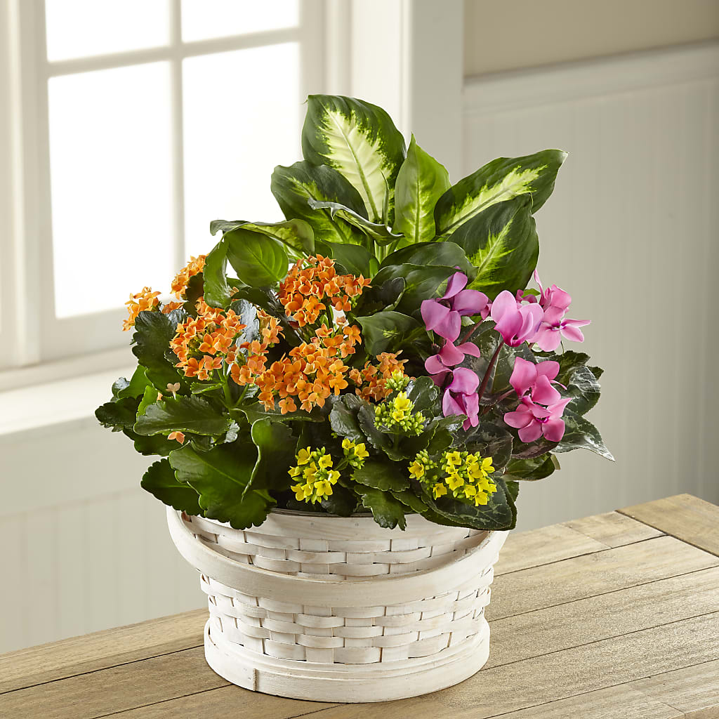 Color Crush Dishgarden –  Gathered Blooms By Emily, Fairburn GA