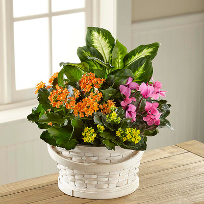 Color Crush Dishgarden –  Gathered Blooms By Emily, Fairburn GA