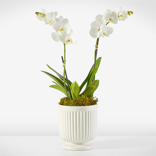 Whispering White Orchid –  Gathered Blooms By Emily, Fairburn GA