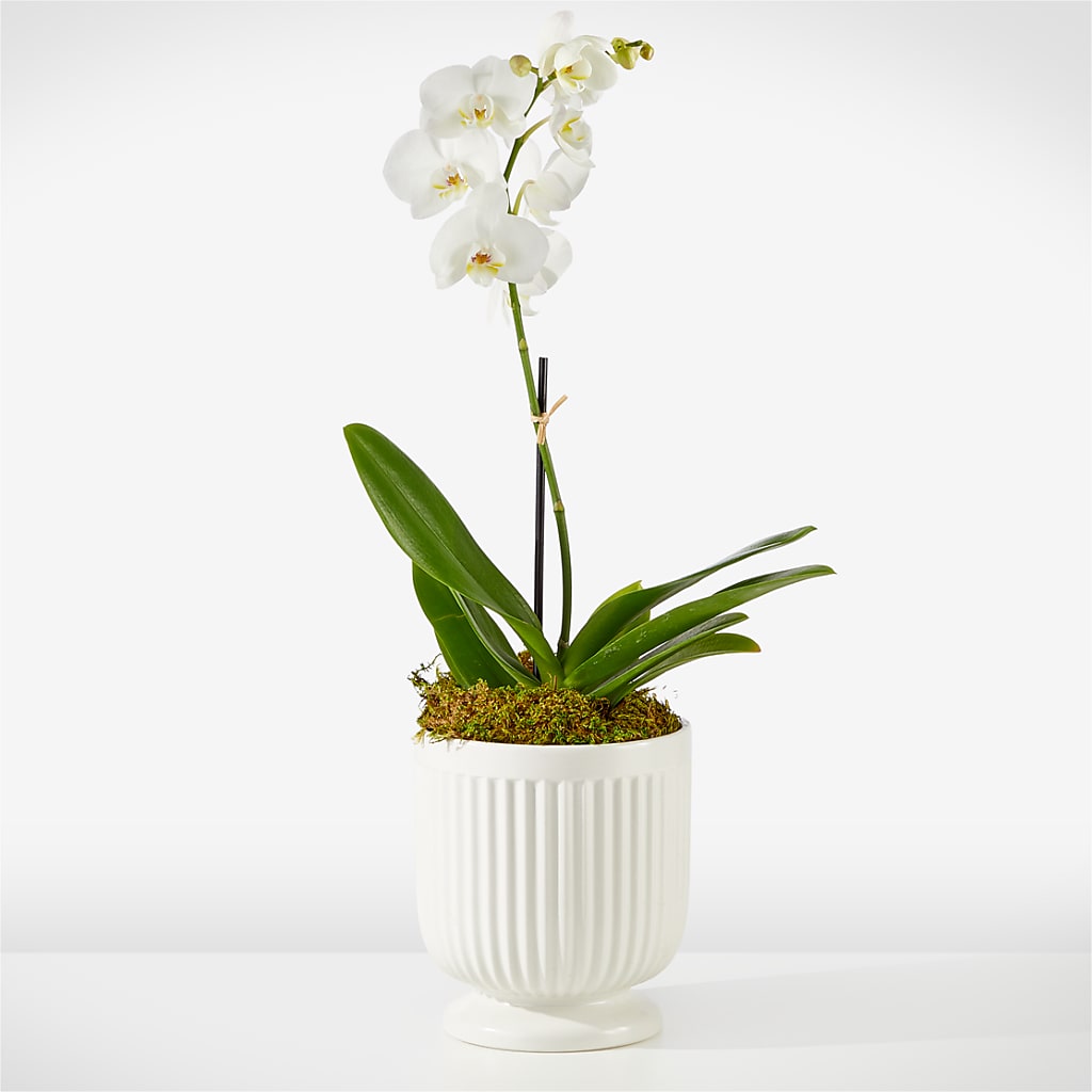 Whispering White Orchid –  Gathered Blooms By Emily, Fairburn GA