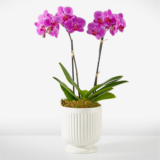 Friendly Fuchsia Orchid –  Gathered Blooms By Emily, Fairburn GA