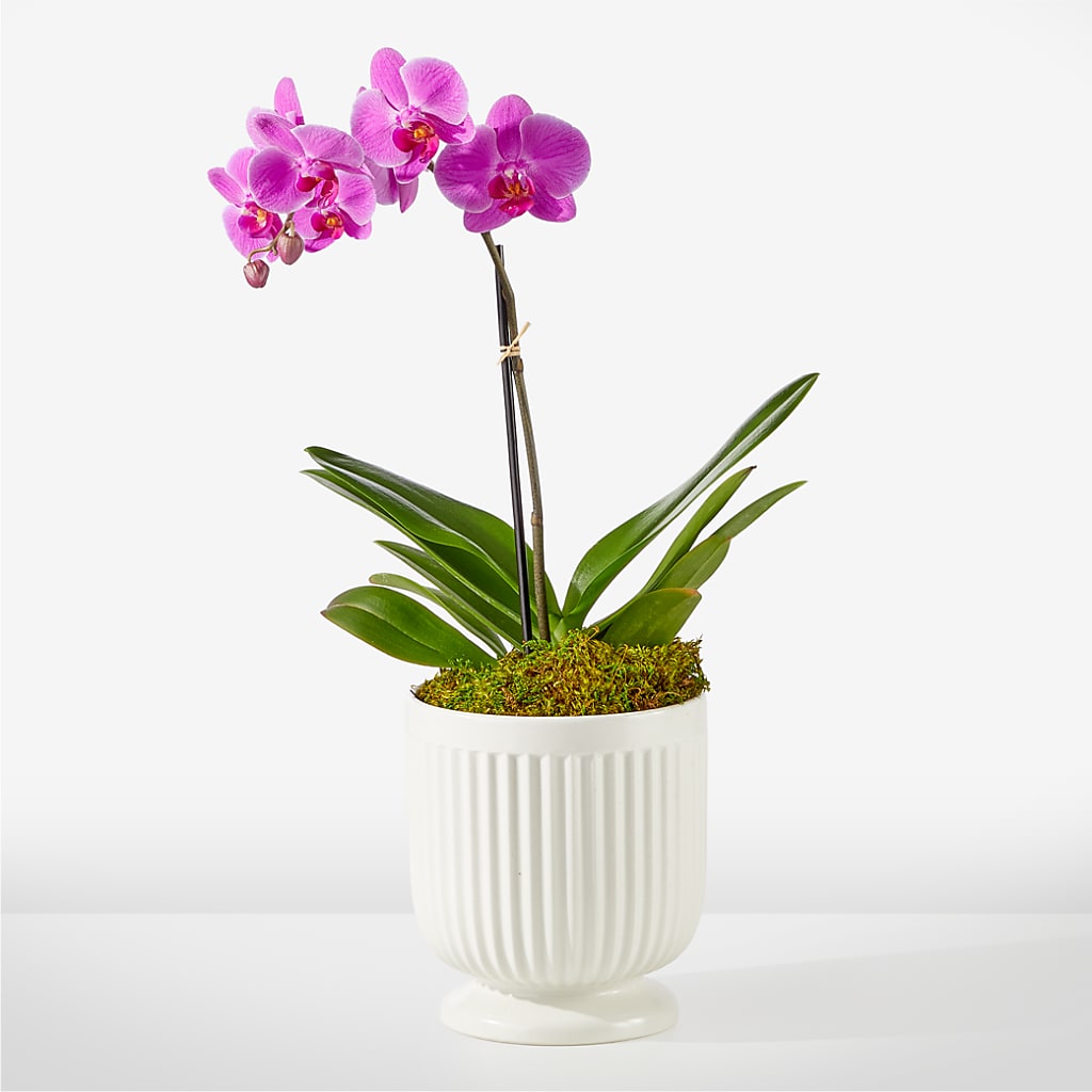 Friendly Fuchsia Orchid –  Gathered Blooms By Emily, Fairburn GA