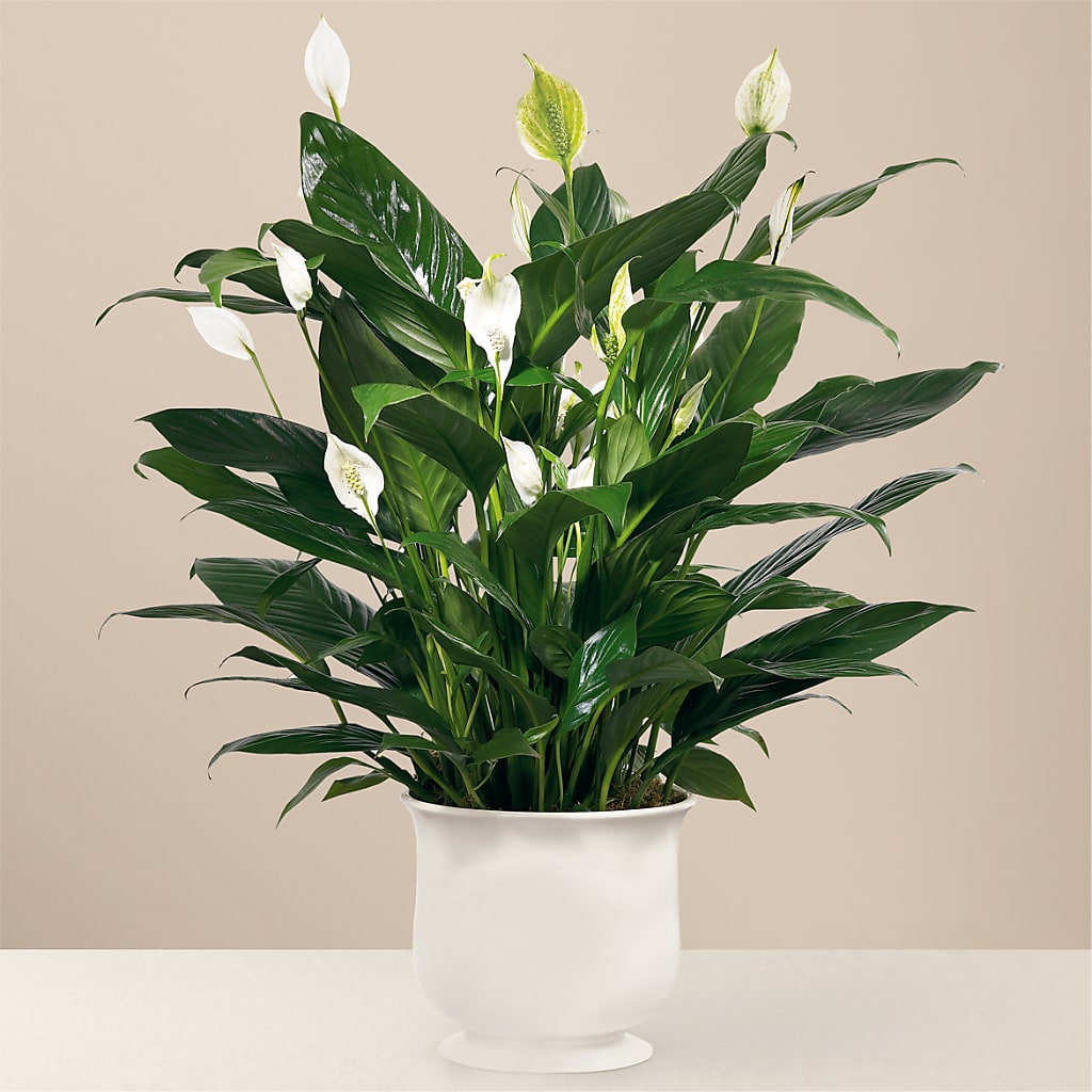 Comfort Planter –  Gathered Blooms By Emily, Fairburn GA