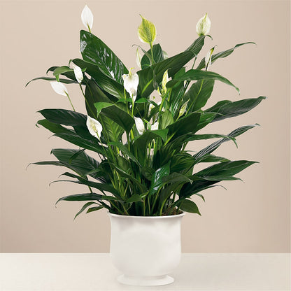 Comfort Planter –  Gathered Blooms By Emily, Fairburn GA