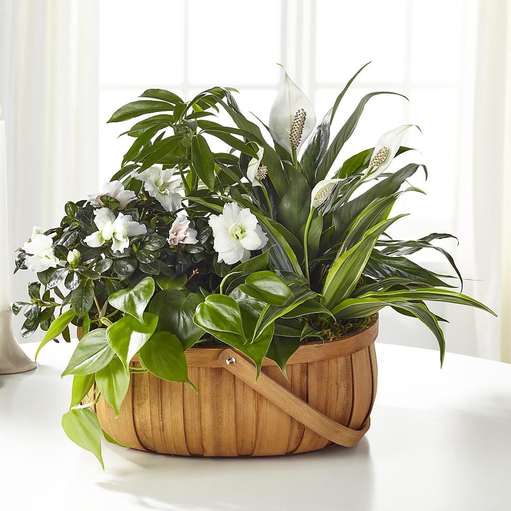 Serene Dishgarden –  Gathered Blooms By Emily, Fairburn GA