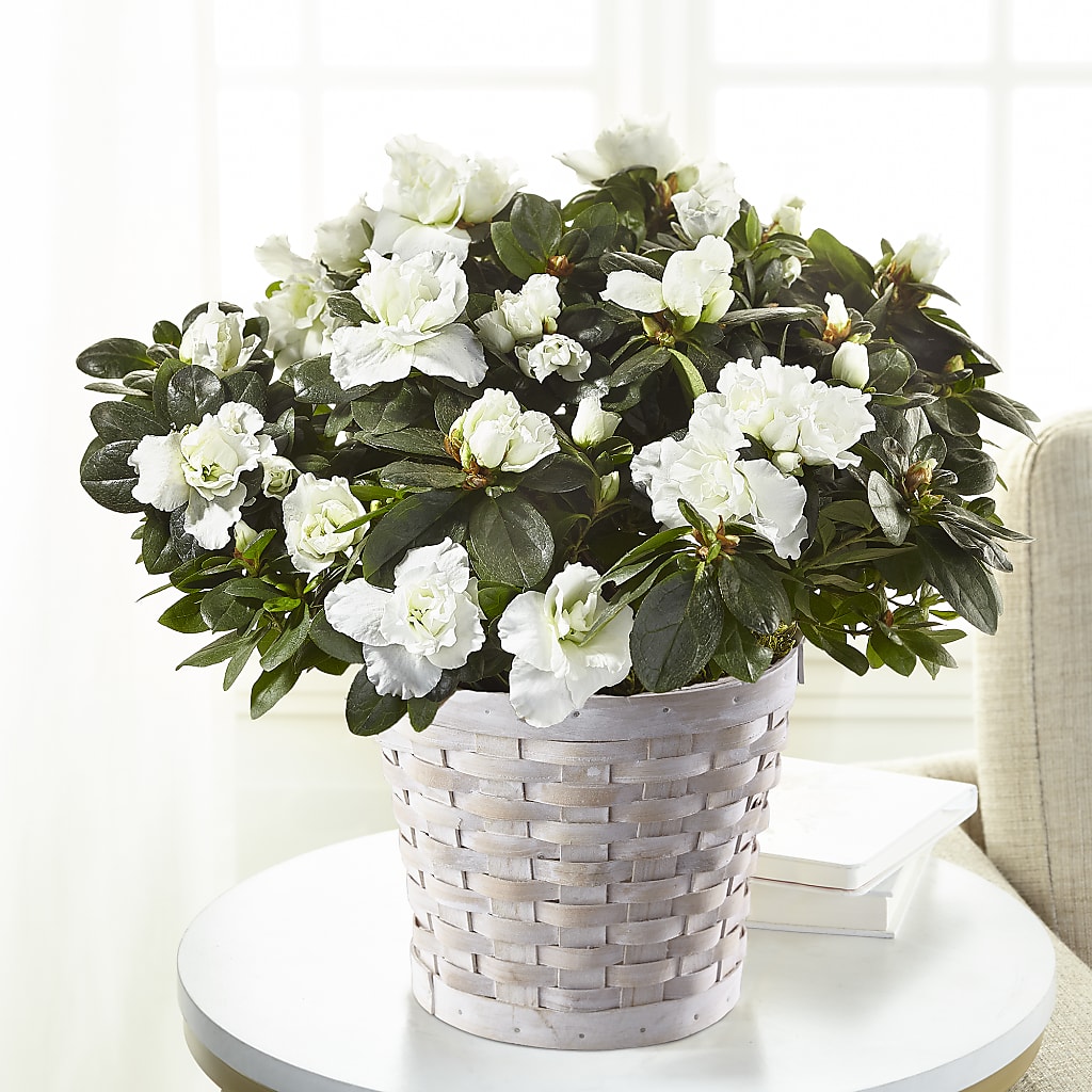 White Azalea Plant –  Gathered Blooms By Emily, Fairburn GA