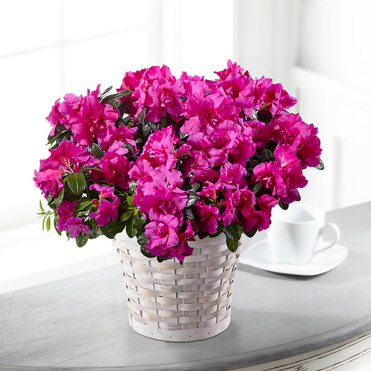 Hope & Serenity Azalea Plant –  Gathered Blooms By Emily, Fairburn GA