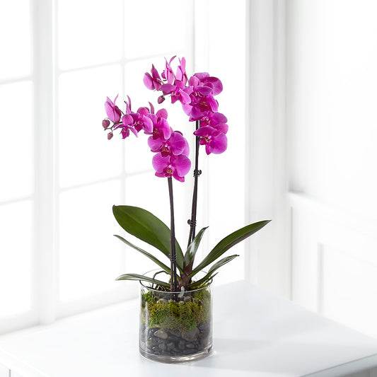 Pink Orchid Plant –  Gathered Blooms By Emily, Fairburn GA