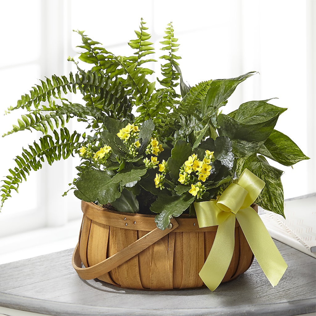 Always Dear Dishgarden –  Gathered Blooms By Emily, Fairburn GA