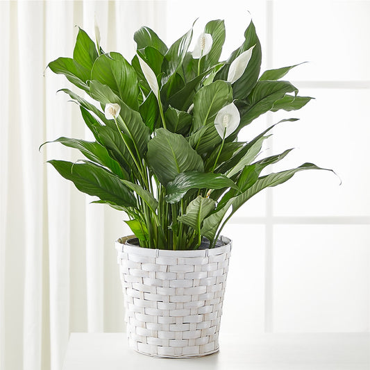 A New Leaf Peace Lily –  Gathered Blooms By Emily, Fairburn GA