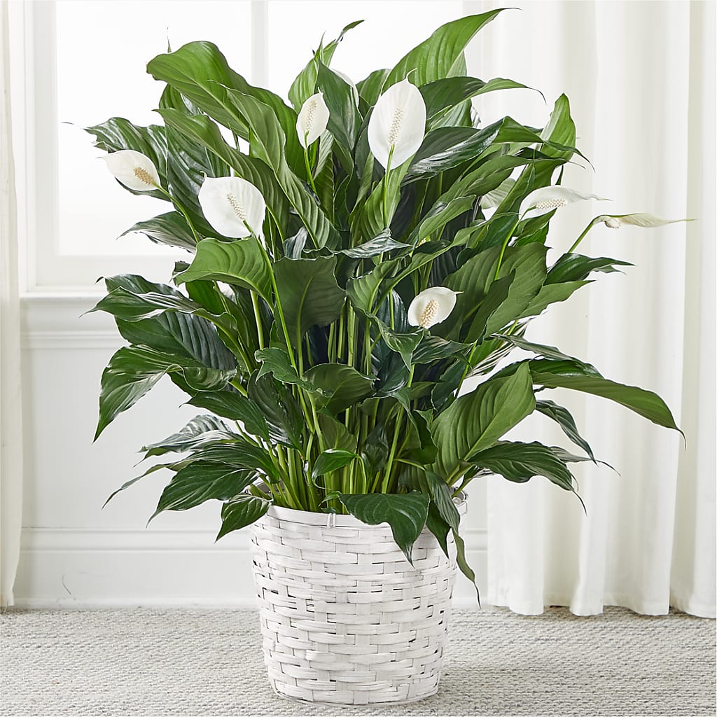 A New Leaf Peace Lily –  Gathered Blooms By Emily, Fairburn GA