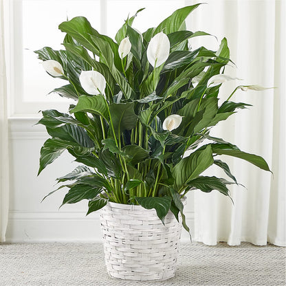 A New Leaf Peace Lily –  Gathered Blooms By Emily, Fairburn GA