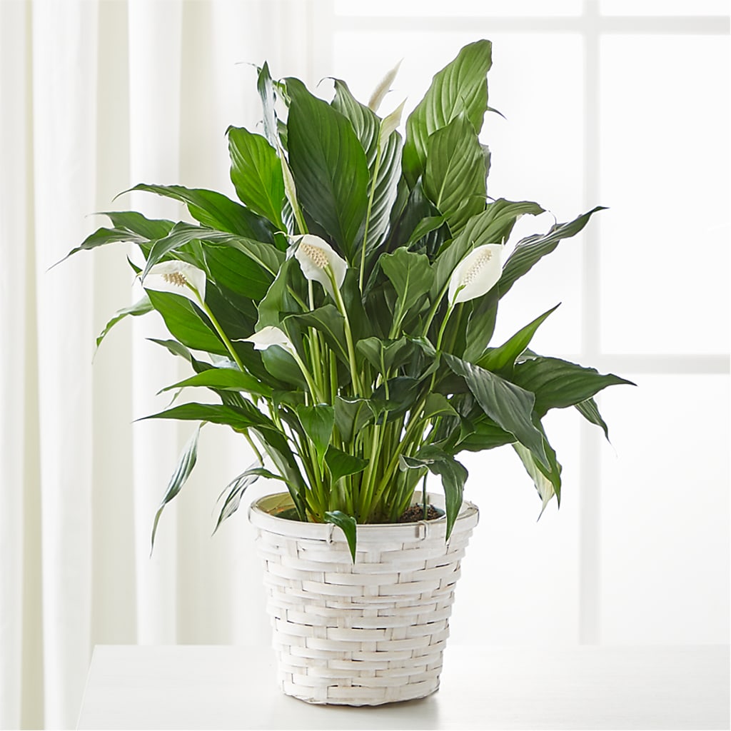 A New Leaf Peace Lily –  Gathered Blooms By Emily, Fairburn GA