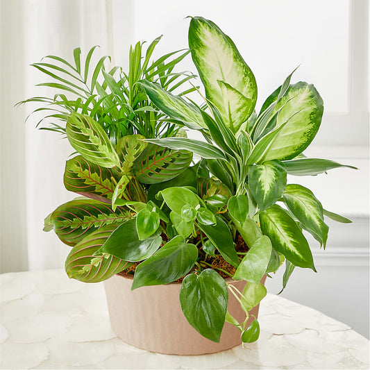 Balance & Harmony Dishgarden –  Gathered Blooms By Emily, Fairburn GA