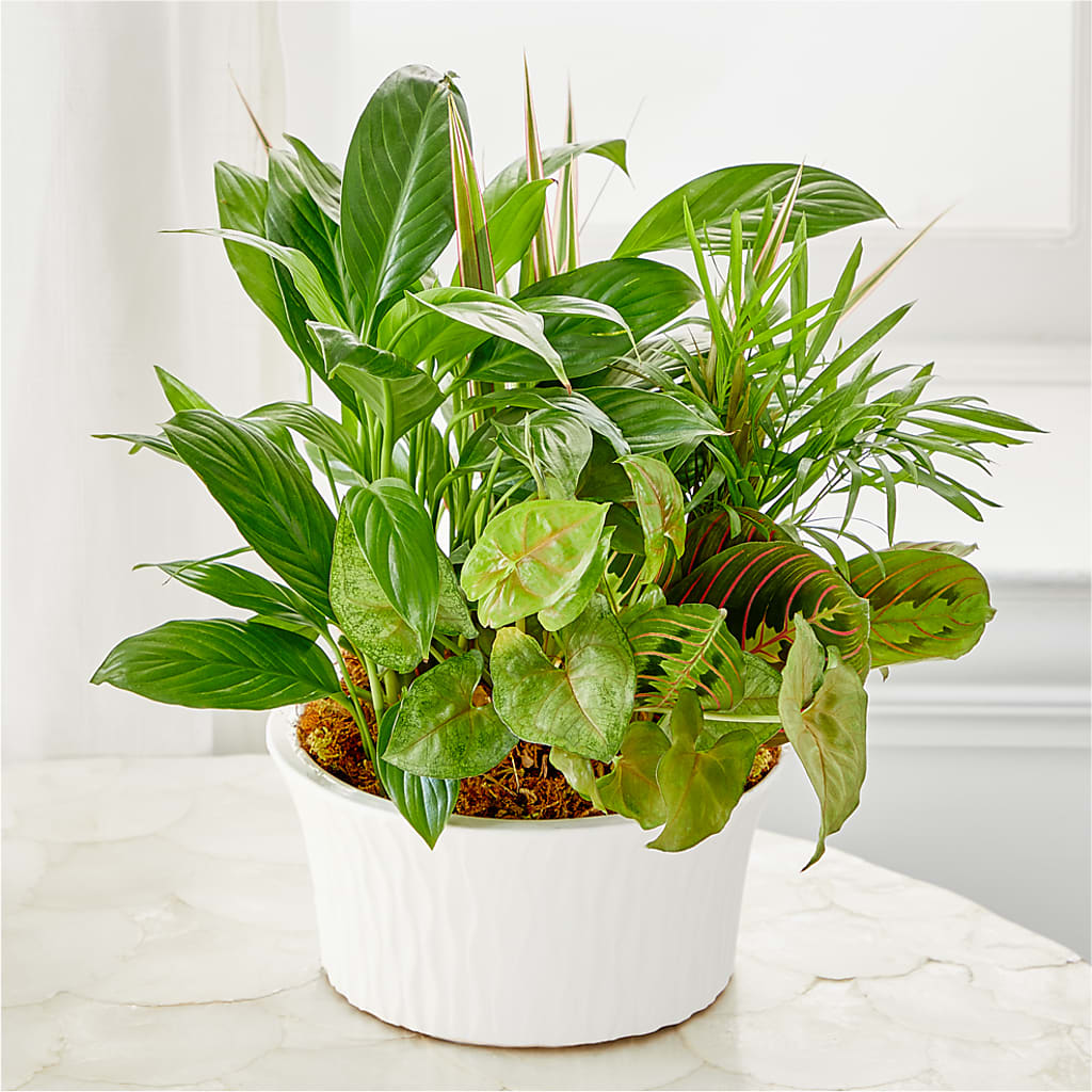 Balance & Harmony Dishgarden –  Gathered Blooms By Emily, Fairburn GA