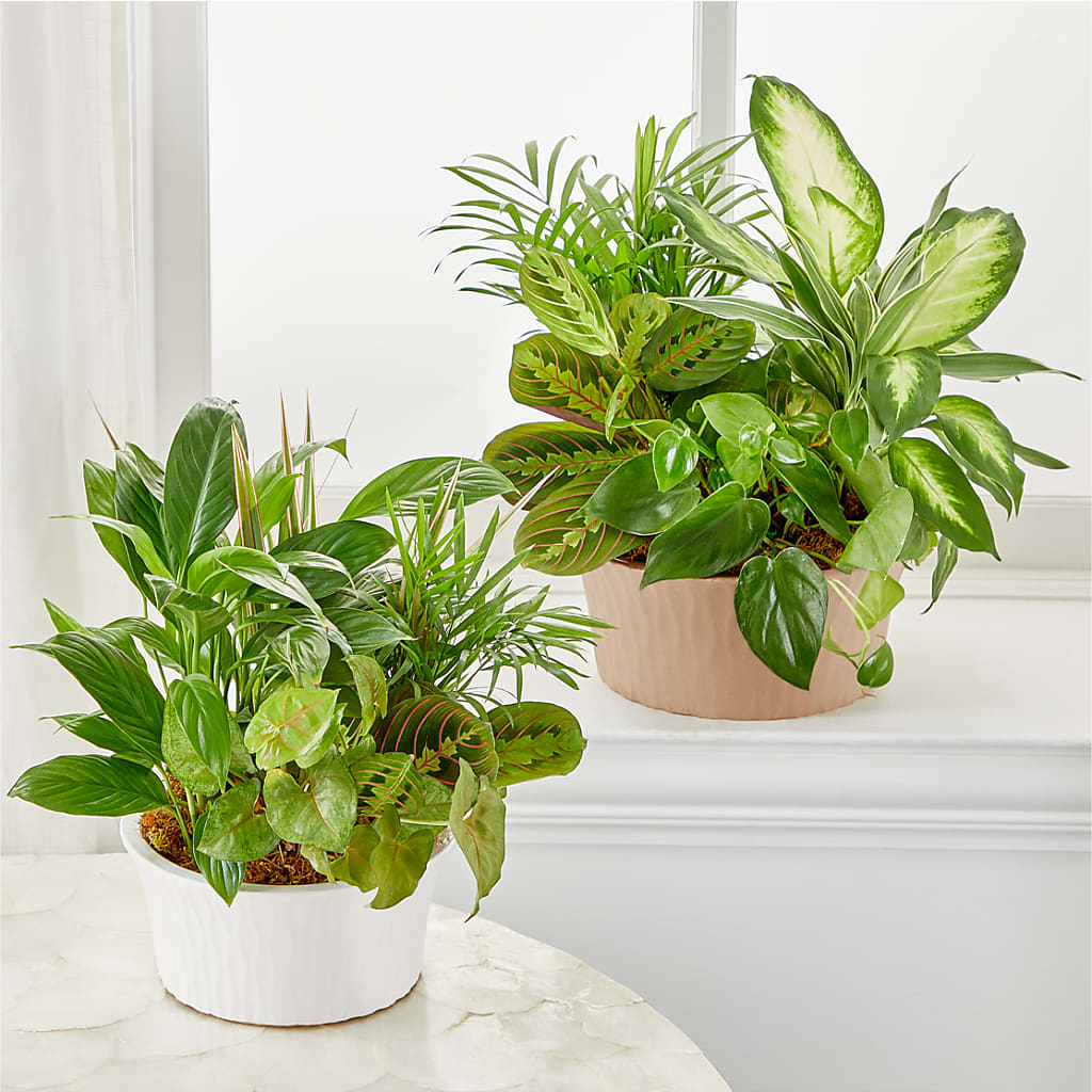 Balance & Harmony Dishgarden –  Gathered Blooms By Emily, Fairburn GA