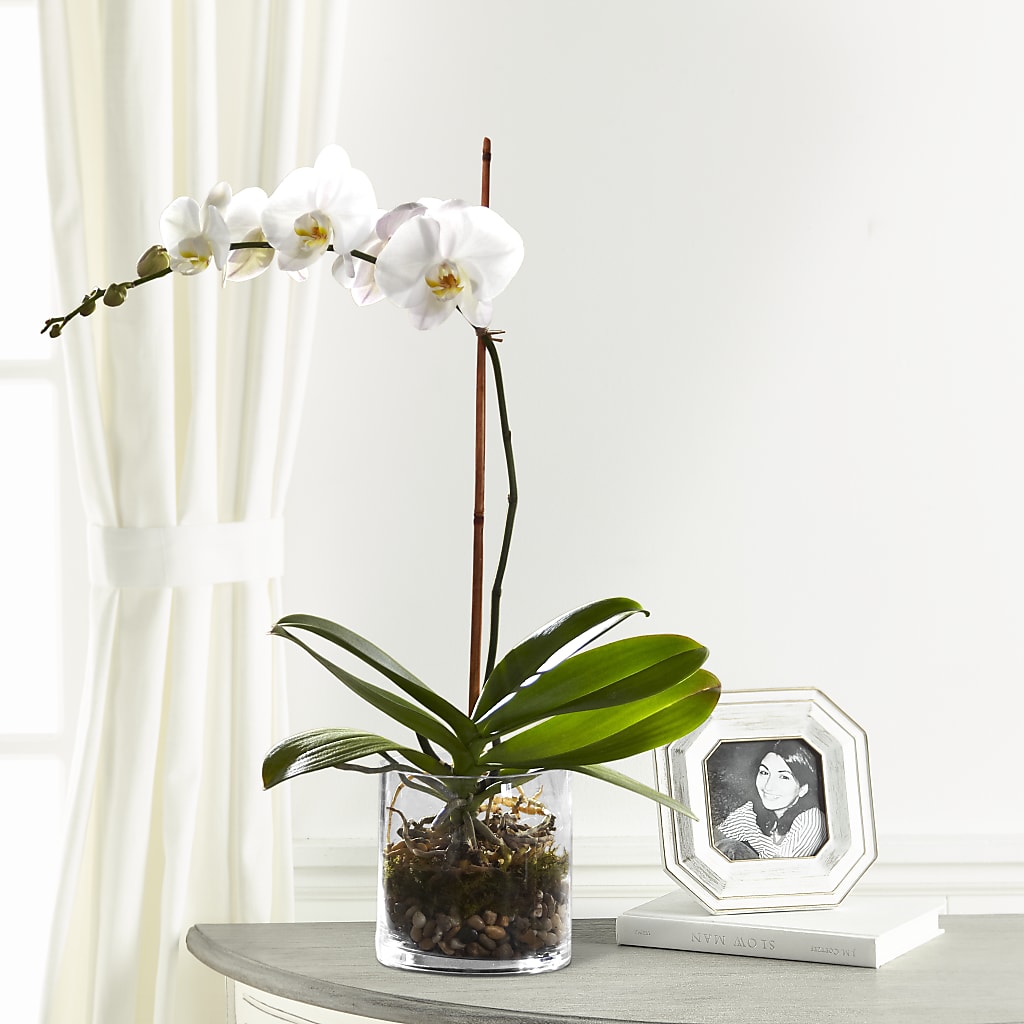 White Orchid Planter –  Gathered Blooms By Emily, Fairburn GA