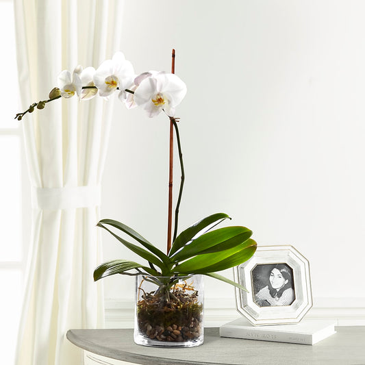 White Orchid Planter –  Gathered Blooms By Emily, Fairburn GA