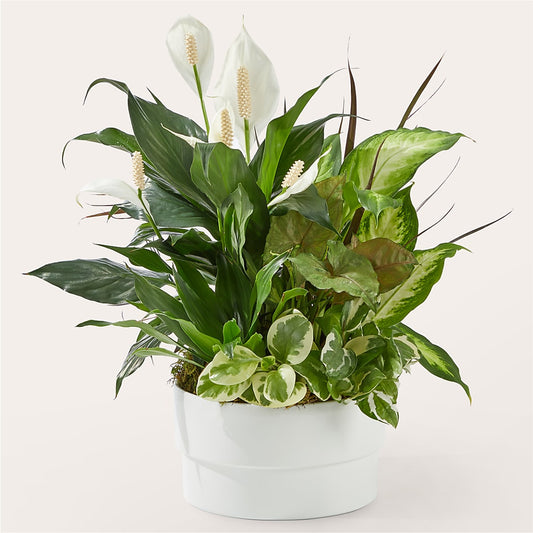 Radiating Positivity Dishgarden –  Gathered Blooms By Emily, Fairburn GA